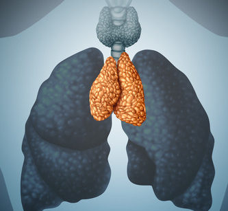 Got immunity? Thank your thymus